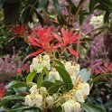 Pieris japonica fleur et jeunes feuilles